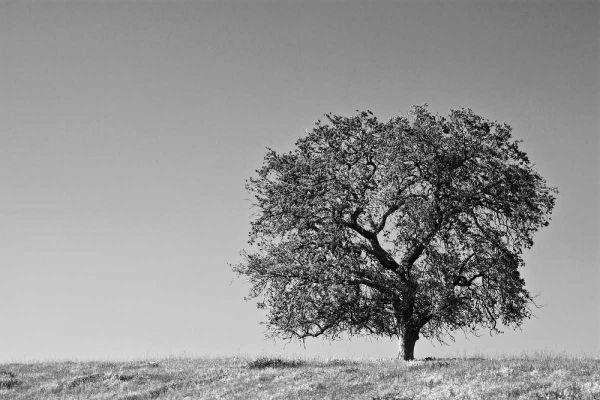 CA, Lone oak tree in the Sierra Nevada foothills